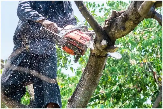 tree services Oak Hill